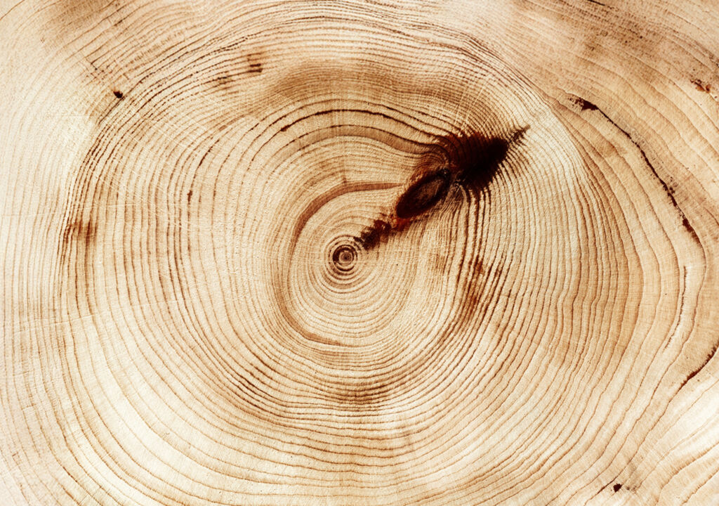 Chapter tree rings header image Pryme 2024 B 2x